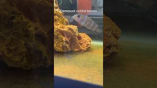 Demasoni Cichlids with Babies Mbuna Breeding [upl. by Francois]