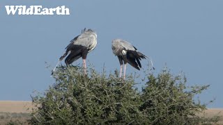 Two Busy Secretary Birds [upl. by Llehsyt]