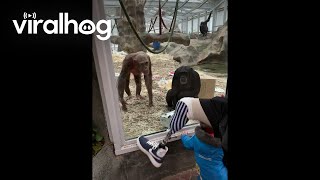 Chimps React to Mans Prosthetic Leg  ViralHog [upl. by Ynffit]