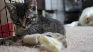 Cute tabby kitten playing while dog sleepsmov [upl. by Arihsa212]