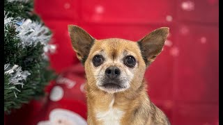 Undercoat removal on a super cute Chihuahua  Dog Grooming [upl. by Odlabso260]