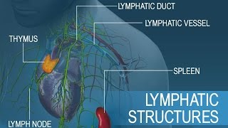 Anatomy and Physiology of Lymphatic System [upl. by Mulderig]