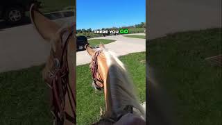 Mastering Horse Training Round Pen to Real Distractions [upl. by Dygert]