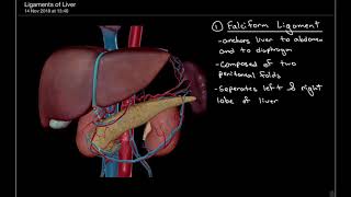 3 Minute Anatomy Ligaments of the Liver [upl. by Aicilram]