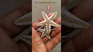 Saved standard Starfish 🌊 abhifishinglife starfish shortsviral [upl. by Kial271]