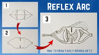 Easy trick to draw Reflex Arc  How to draw Reflex Arc  Control amp Coordination  Class 10 [upl. by Fenella]