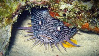 Facts The Splendid Toadfish [upl. by Gusella]