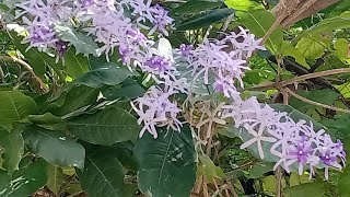 How to propagate Petrea Volubilis Sandpaper vine [upl. by Aicirt573]