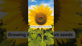 সূর্যমুখী ফুলের বীজ থেকে চারা তৈরি পদ্ধতি  Growing sunflower from seedssunflowers সূর্যমুখী [upl. by Nohsram335]