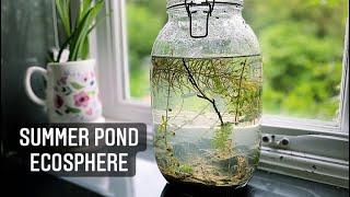 Summer Pond DIY Ecosphere  How To Make An Ecosphere or Jarrarium  Self Sustaining Ecosystem [upl. by Richelle47]