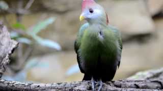 Redcrested Turaco Beautiful bird [upl. by Monah]