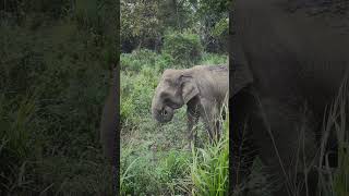 Wild Elephant Safari in Habarana  Into the Sri Lankan Wilderness travel elephant safari [upl. by Arataj]