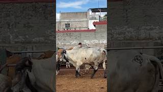 Tiangue san Rafael cedros toros cow toro humor ranchosanmiguel caballos bull torosdepueblo [upl. by Braunstein]