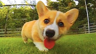 Funny and Cute corgi puppies videos compilation 2021❤ Cutest corgis Ever Part 3 [upl. by Loria381]