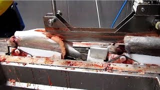 Amazing Automatic Fish Processing Line Machines Modern Technology  Big Catch in The Sea [upl. by Naltiac]