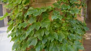 Parthenocissus tricuspidata  Boston Ivy [upl. by Atinniuq122]