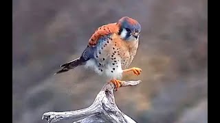 American Kestrel returns Exploreorg 19 January 2024 [upl. by Netsud674]