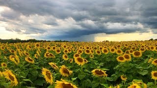 Sunflower Field TimeLapse [upl. by Irem]