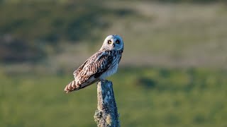 Shorteared owl Asio flammeus on post [upl. by Kiah567]