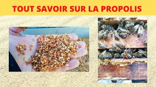 récolter et préparer la propolis [upl. by Ecyla]