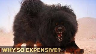 Why Are Tibetan Mastiffs So Expensive  5 Reasons  So Expensive [upl. by Hnaht]