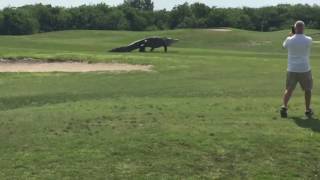 Alligator on golf course  welcome to Jurassic Park [upl. by Kartis]