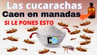 Pon Esto en Tu casa 1 hora después NO verás mas Cucarachas  Insecticida casero [upl. by Yekcim]