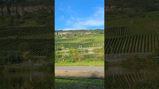 Grevenmacher🚗cardriving nature grapeyard wine luxembourg germany schengen fun 2024 tourism [upl. by Silverts945]