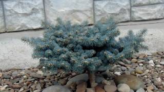 Picea pungens Glauca Globosa [upl. by Nannek]