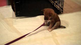 Shiba Inu 7 week old puppy falling asleep Keiko [upl. by Ayin]