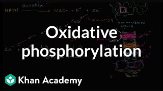 Oxidative phosphorylation and the electron transport chain  Khan Academy [upl. by Adnovoj]