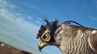 How goshawks track their prey [upl. by Lillywhite]