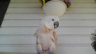 Pebble the Funny Cockatoo TURN ON SUBTITLES click CC on bottom of screen FOR INTERPRETATION [upl. by Goddard]