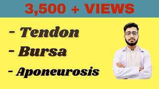 Tendon  Aponeurosis  Bursa in Detail DoctorAbdulQadeer [upl. by Socem]