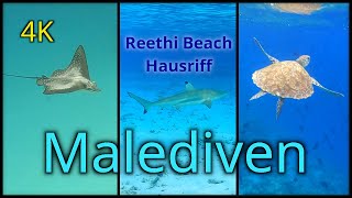 Abenteuer Schnorcheln  4K  Reethi Beach Hausriff  Malediven [upl. by Ennazor33]