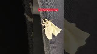 moths insects bombyxmori silkmoth animals cutepets [upl. by Brookhouse115]