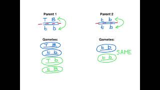 102 Identification of Recombinants [upl. by Burchett234]