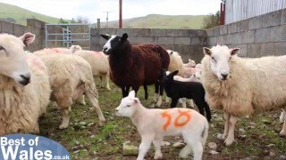 Lambing Live  Experience the Lambing Season in Wales [upl. by Acirahs532]