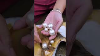 Collecting Pearls from Oysters silver pearl shorts shortvideo fish satisfying [upl. by Torhert]