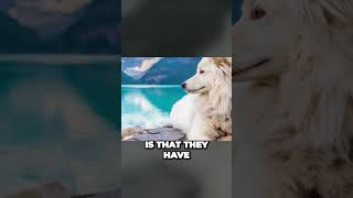 Samoyed Dog Breed  Interesting Facts [upl. by Zacarias]