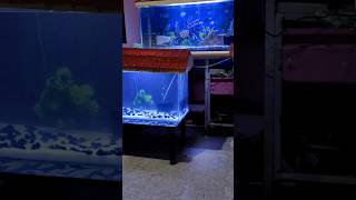 New 2 Fish Tank Setup amp Fish Tank Cleaning Service  fish fishtank aquarium shorts trending [upl. by Akerdnuhs]