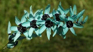 Ixia polystachya  African Corn Lily [upl. by Saile]