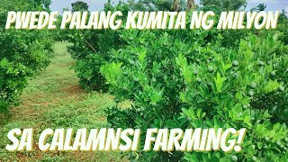 CALAMANSI FARMING [upl. by Nial]