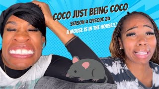 A Mouse is in the House  Coco Just Being Coco Season 4 Episode 24 [upl. by Dahl843]