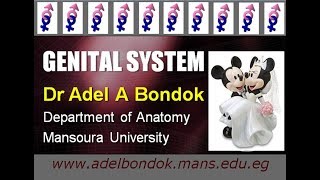 Genital System Dr Adel Bondok [upl. by Asert737]