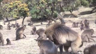 Gelada Baboons Simien Mountains Ethiopia [upl. by Nickolai]