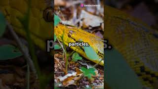 Discover fascinat🌿 SnakeFact WildlifeWonder NatureLovers AnimalBehavior Educational [upl. by Bryan]