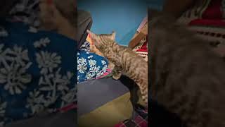 Why Your Cat is So Dramatic youtubeshorts cat cute [upl. by Dell144]