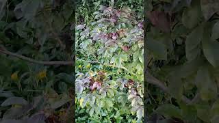 crotone tiglium jamalgota plantshortsviral [upl. by Dodi]