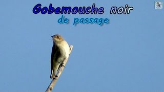 GOBEMOUCHE NOIR en halte migratoire [upl. by Nosemaj678]